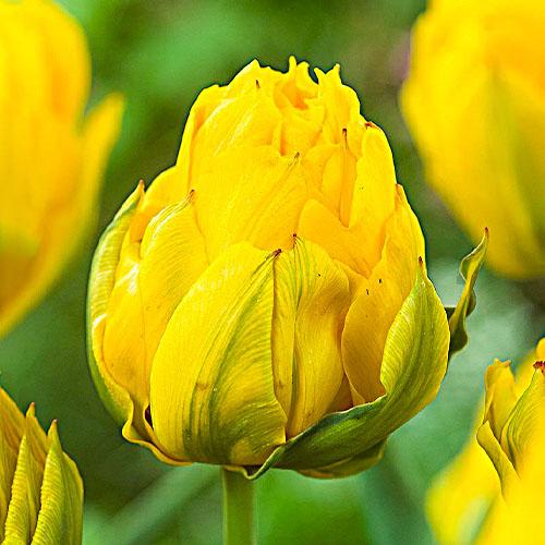 Тюльпан Florium Tropical Wave (6815)