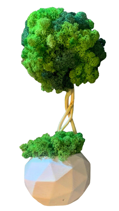 Дерево-бонсай зі стабілізованим мохом 30 см (11947929)