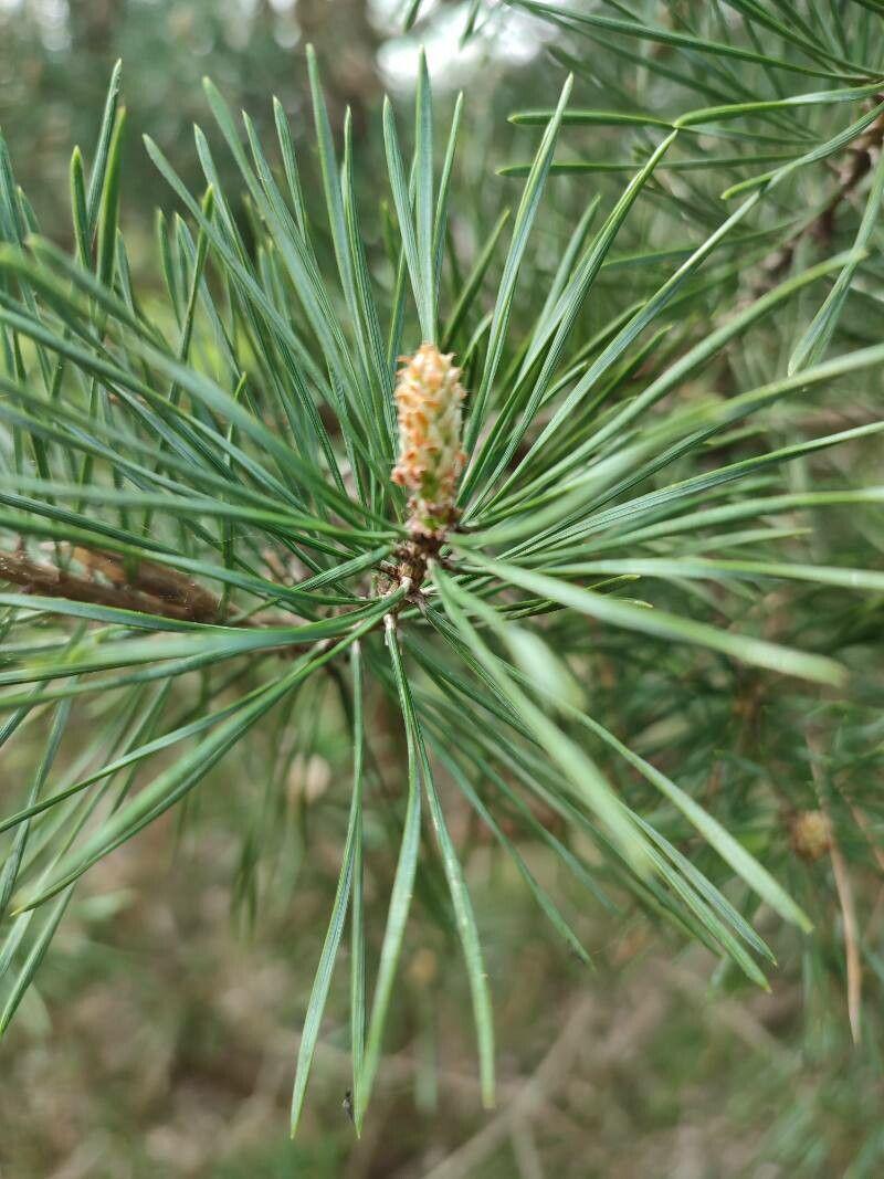 Семена Сосна Бунге Pinus bungeana белокорая кружевнокорая 10 шт. - фото 3