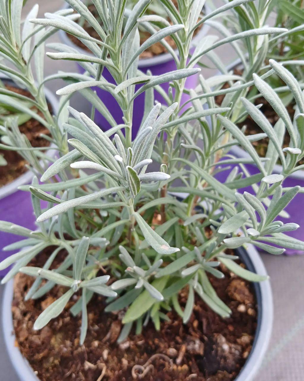 Рослина Lavandula hybrida Лавандин - фото 3