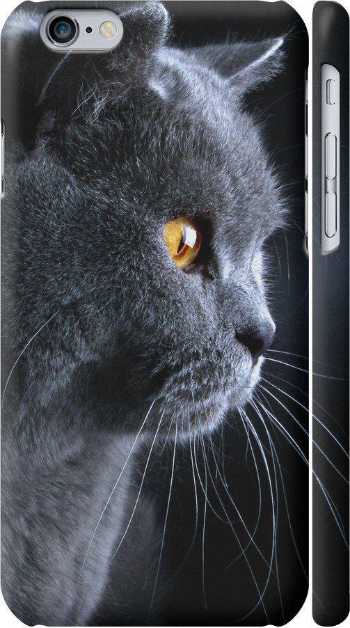 Чехол на iPhone 6 Красивый кот (3038c-45-42517)