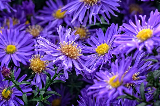 Саженец Астра Aster dumosus viol 3 шт. (38279606)