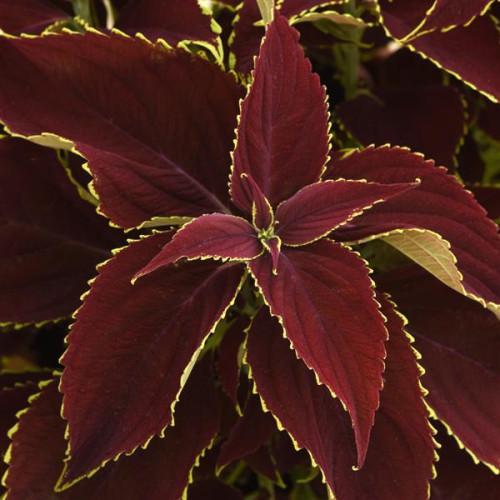 Семена цветов Колеус PREMIUM SUN 66см Ruby Heart PanAmerican 5 шт. (BN12039-4)