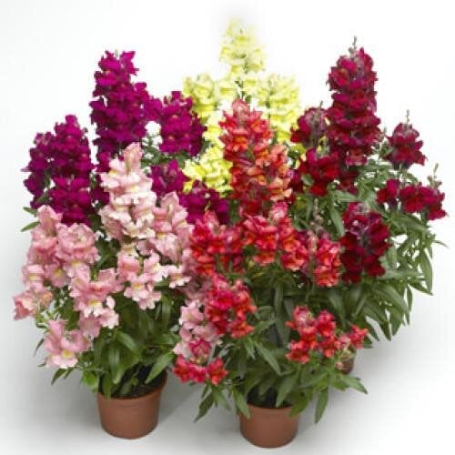 Семена цветов Львиный зев Snaptastic Mix Syngenta 1000 шт. (BN07423)