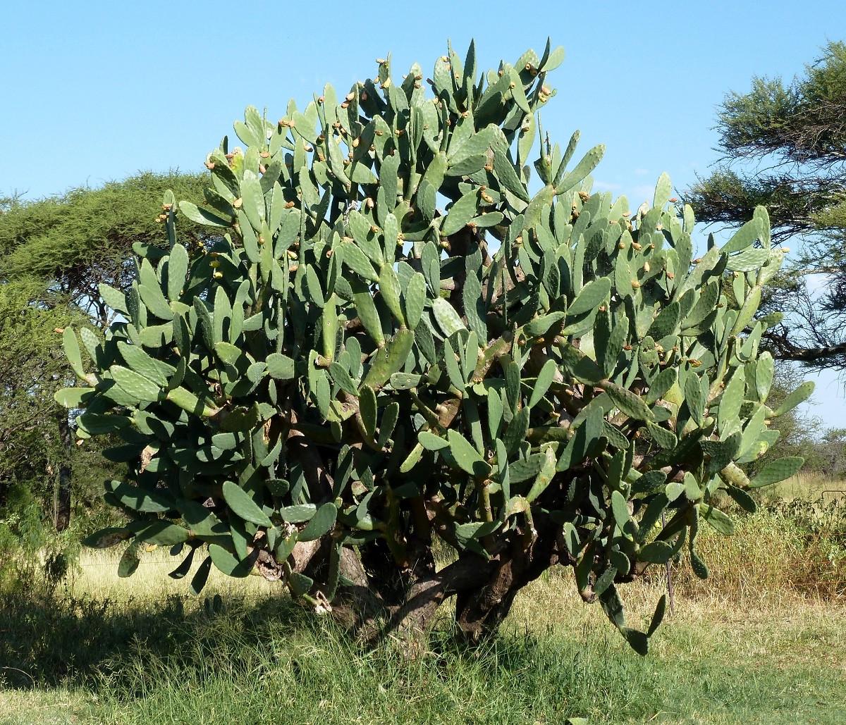 Насіння Опунція індійська Opuntia ficus-indica 5 шт./уп. - фото 2