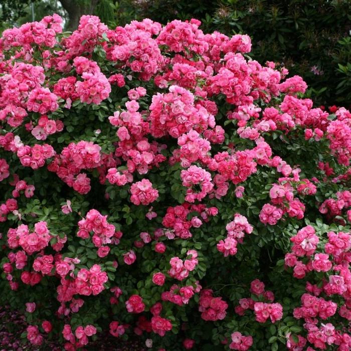 Роза Velet Angela Флорибунда в контейнере (2558773044)