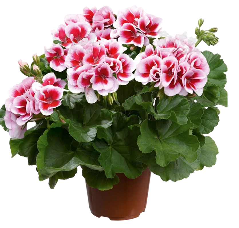 Пеларгония зонально Dolomites Fantastic саженец (26256377)