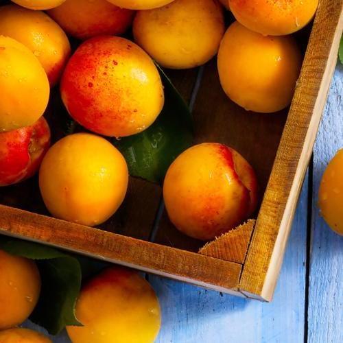 Сажанец Абрикос Спринг Блаш крупноплодный сорт ранний срок созревания (39873)