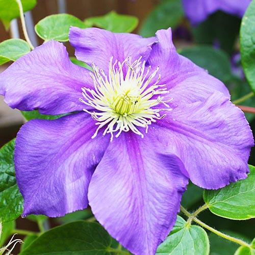 Клематис General Sikorski Florium