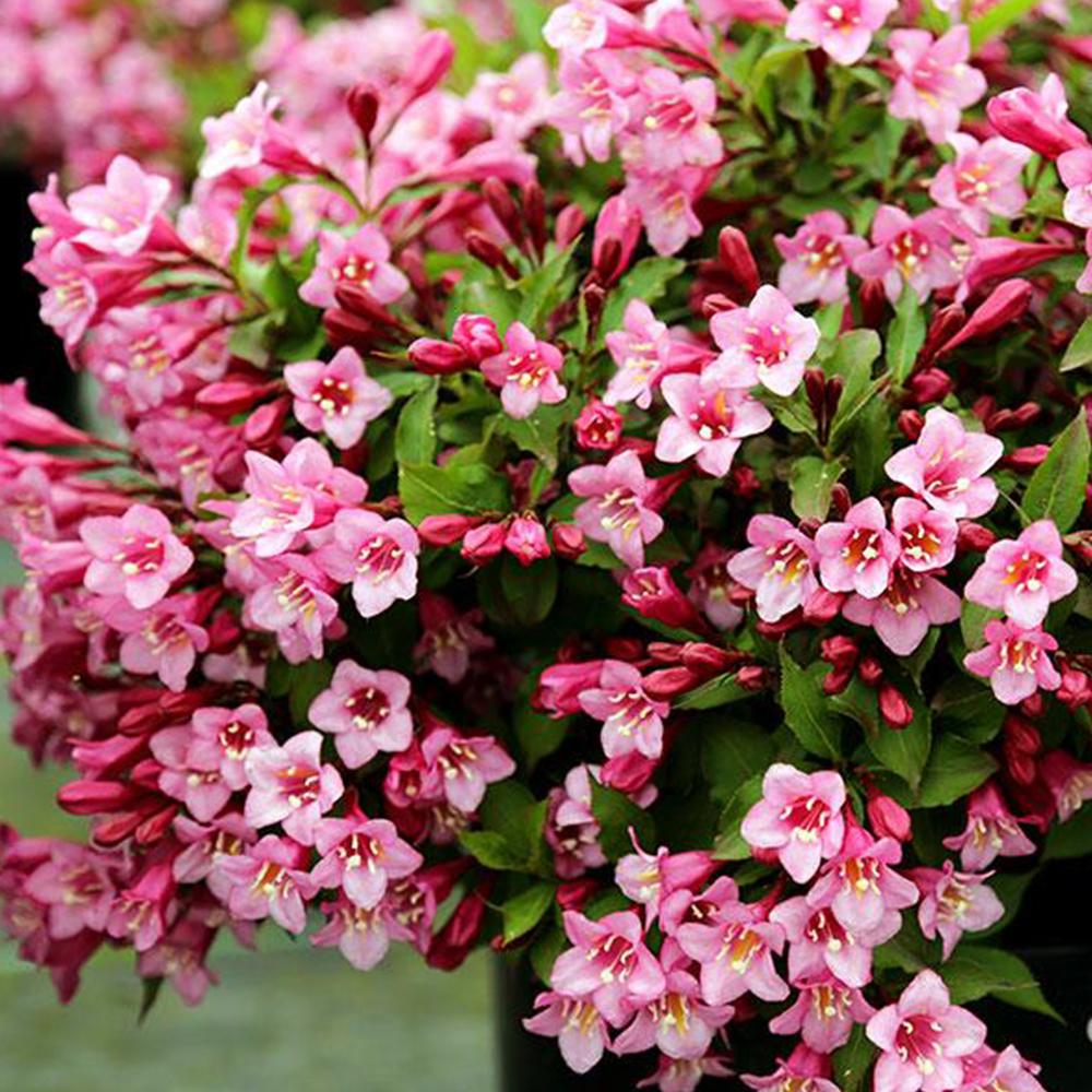 Саженец вейгелы Цветущая Розовая (14965355)