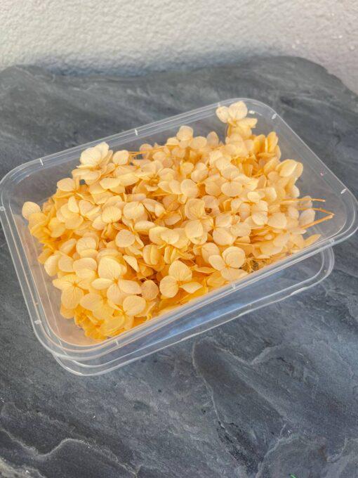 Стабилизированная гортензия 10 г Оранжевый Стабилизированная гортензия 10 г Оранжевый