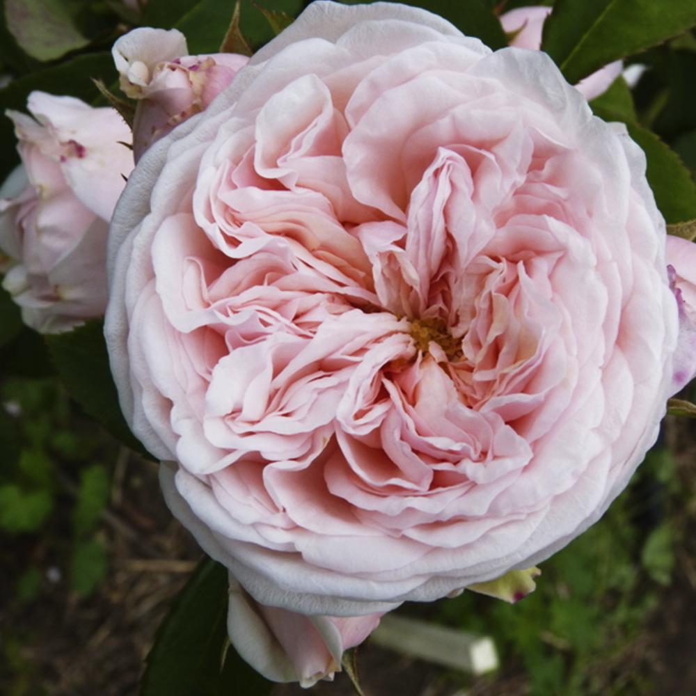 Саженец английских пионовидных роз Клерк Роуз (14965133) - фото 1 Саженец английских пионовидных роз Клерк Роуз (14965133) - фото 1