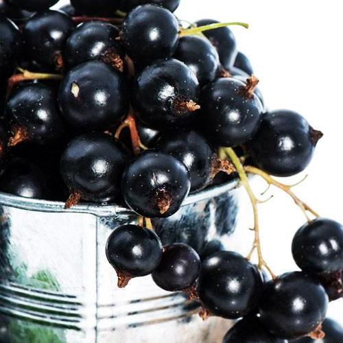 Сажанець Смородина чорна Вернісаж середнього терміну дозрівання високоврожайний сорт (17532)