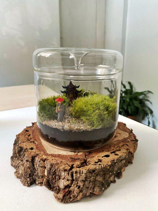 Живий мох із фігуркою китайця в банку 12х12 см