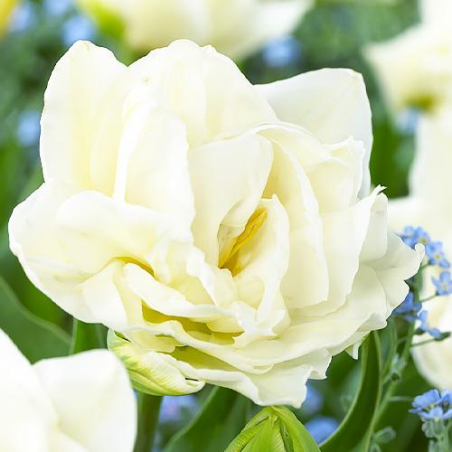 Тюльпан Florium Global Desire (3581)