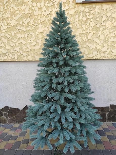 Ялинка лита Буковельська блакитна 2,3 м