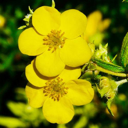 Лапчатка Florium Annette (12878)