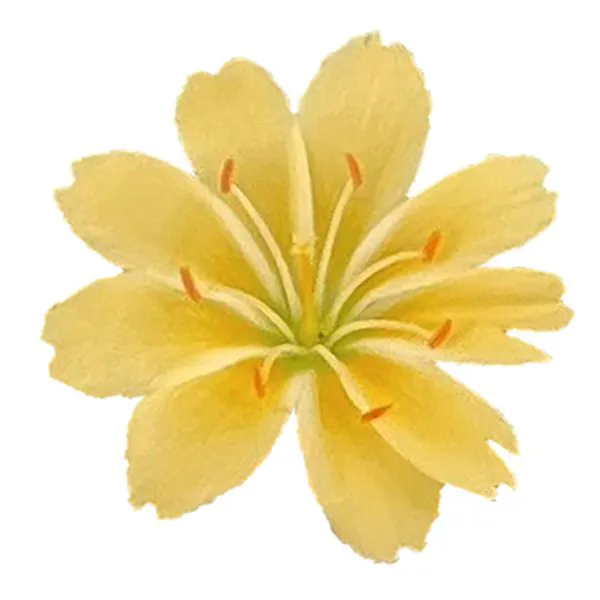 Левізія Elise Golden Yellow Benary 100 шт. (BN10712-2)