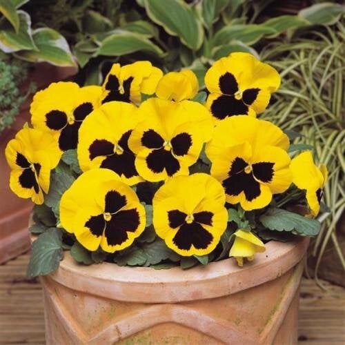 Семена цветов Виола MATRIX F1 YELLOW BLOTCH (BN03411-2)