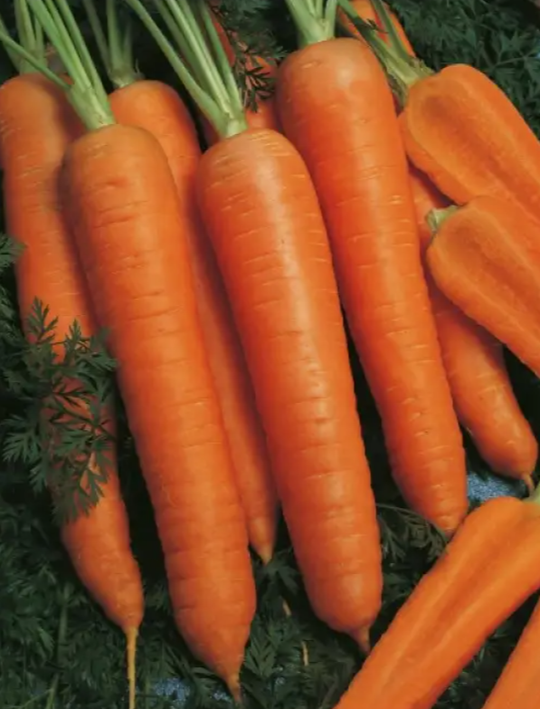 Насіння Морква Napoli F1 ТД Гекса-Україна 25000 шт. 2,0-2,2 мм 01-17-083 (IR01048) Насіння Морква Napoli F1 ТД Гекса-Україна 25000 шт. 2,0-2,2 мм 01-17-083 (IR01048)