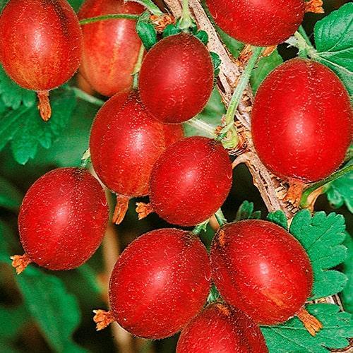 Сажанец Крыжовник Гранд ранний срок созревания высокоурожайный сорт (178567) Сажанец Крыжовник Гранд ранний срок созревания высокоурожайный сорт (178567)