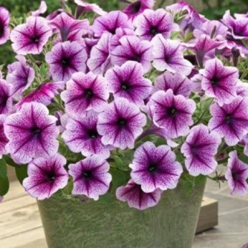 Семена цветов Петуния ампельная Opera Supreme F1 Purple Vein Takii seed 5 шт. (BN11025-4)