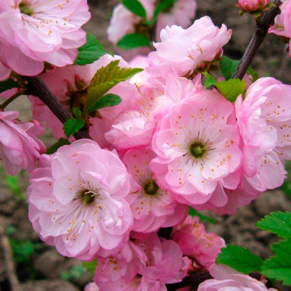 Саженец декоративного миндаля на штамбе Розовый Цветущий (14965066)