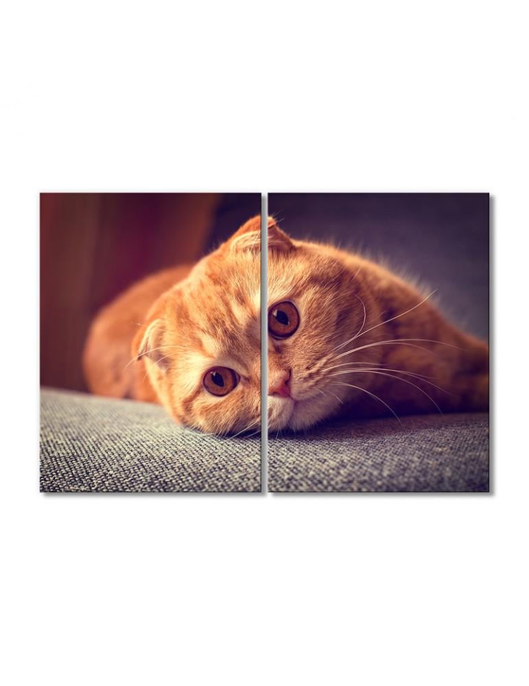 Картина модульная Рыжий котик скоттиш-фолд 2 модуля 50x75 см