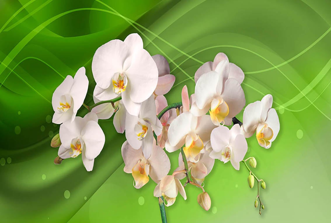 Фотообои WS Wallpaper Орхидеи на стене 392x270 см (31333)