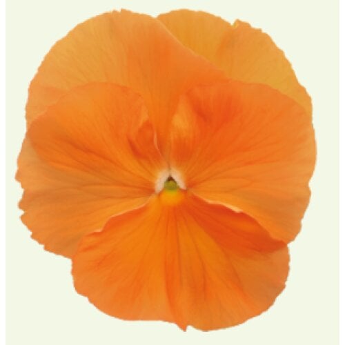 Семена цветов Виола Inspire DeluXXe Orange Benary 500 шт. (BN12186-2)