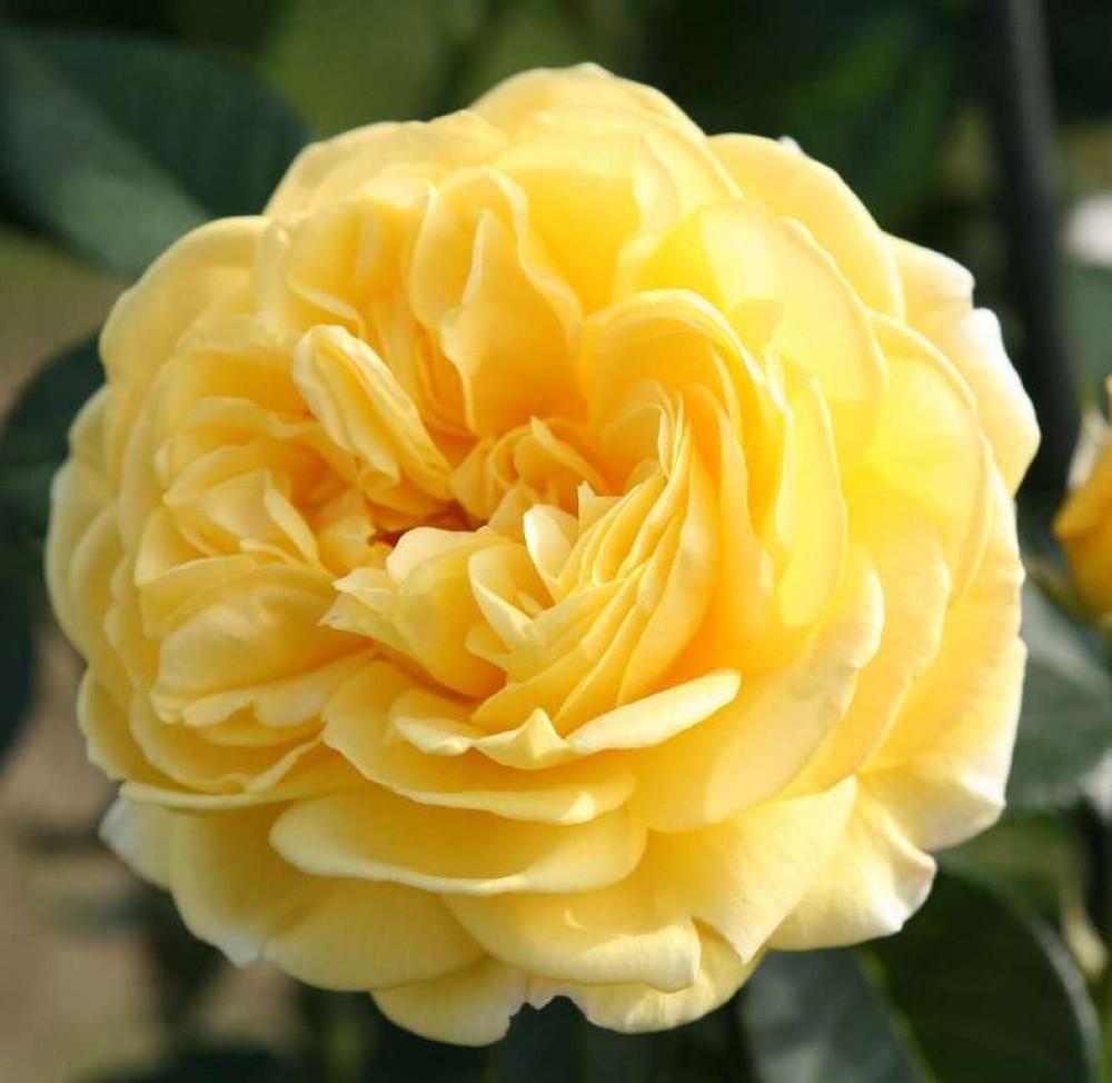 Роза Velet Solero Флорибунда в контейнере (2558773075) - фото 2 Роза Velet Solero Флорибунда в контейнере (2558773075) - фото 2