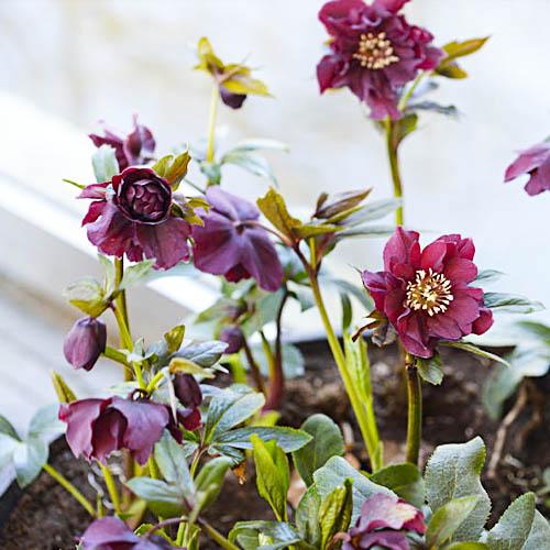 Морозник Florium Purple Double (18108) - фото 3