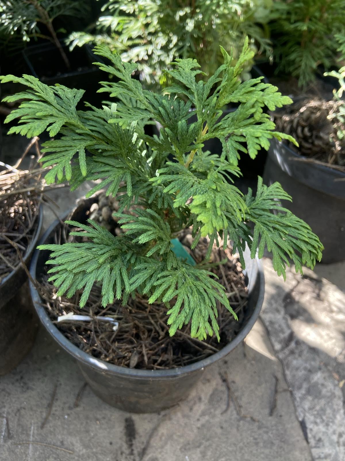 Рослина вулична Туя западная Спиралис С 2 л 2х (29174970)