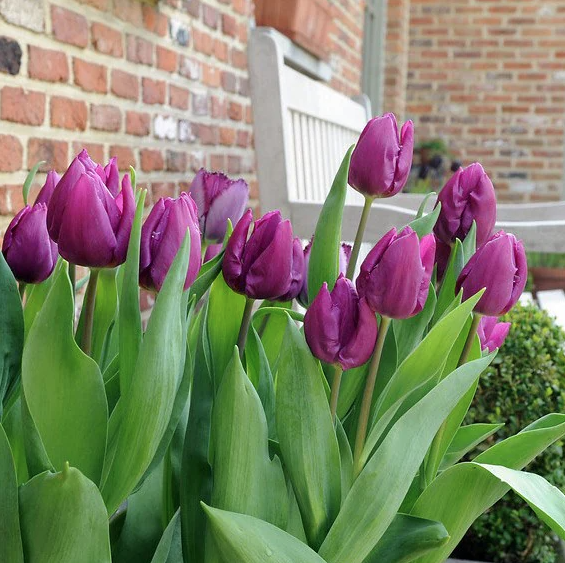 Тюльпан Florium Purple Dwarf 10 шт. (18531)