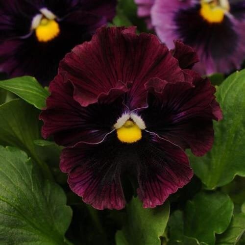 Семена цветов Виола FRIZZLE SIZZLE F1 BURGUNDY PanAmerican 25 шт. (BN03520-4)