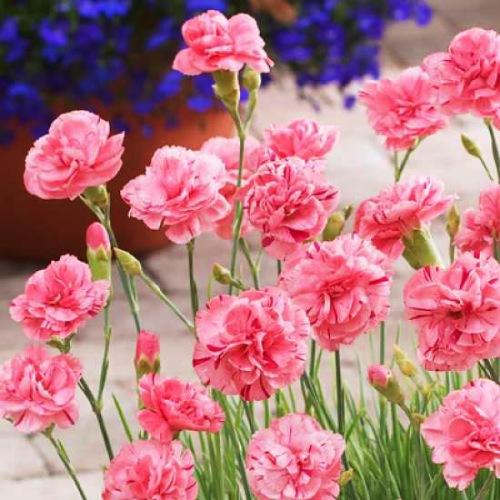Гвоздика Florium Helen (3905) - фото 2