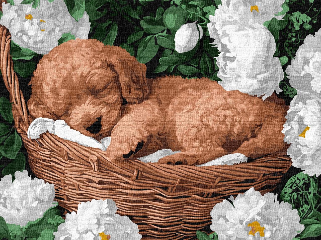 Картина по номерам Ideyka art_selena_ua Спящий пудель полотно на подрамнике 30x40 см (KHO6677/2576156353)