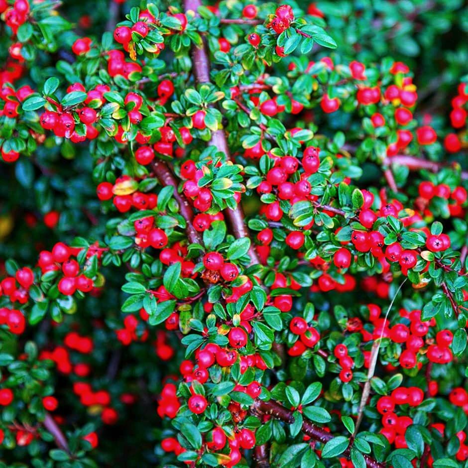 Кизильник горизонтальний Cotoneaster horizontalis 3 шт. (38285743)