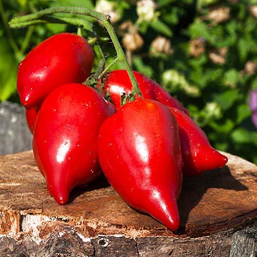 Насіння Томат Florium Корейський Довгоплідний (17138)