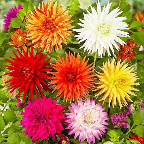 Георгина Florium Кактусовые Микс (5224)