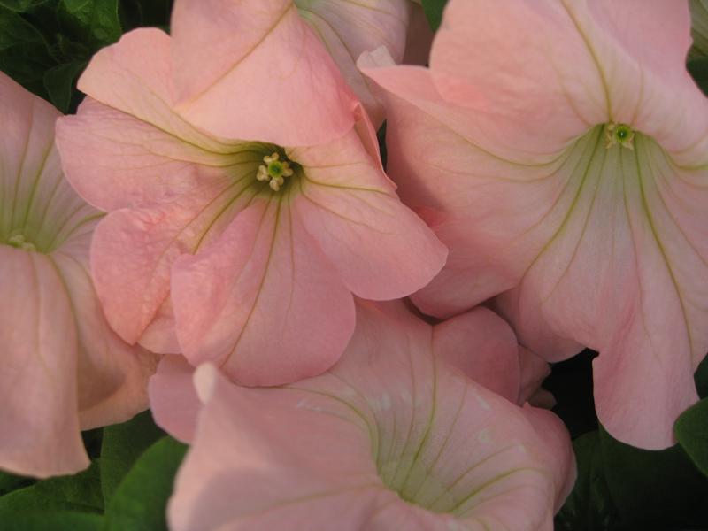 Семена Петуния Грандифлора Dreams Appleblossom ТД Гекса-Украина 02-01-191 500 шт. (IR003371)