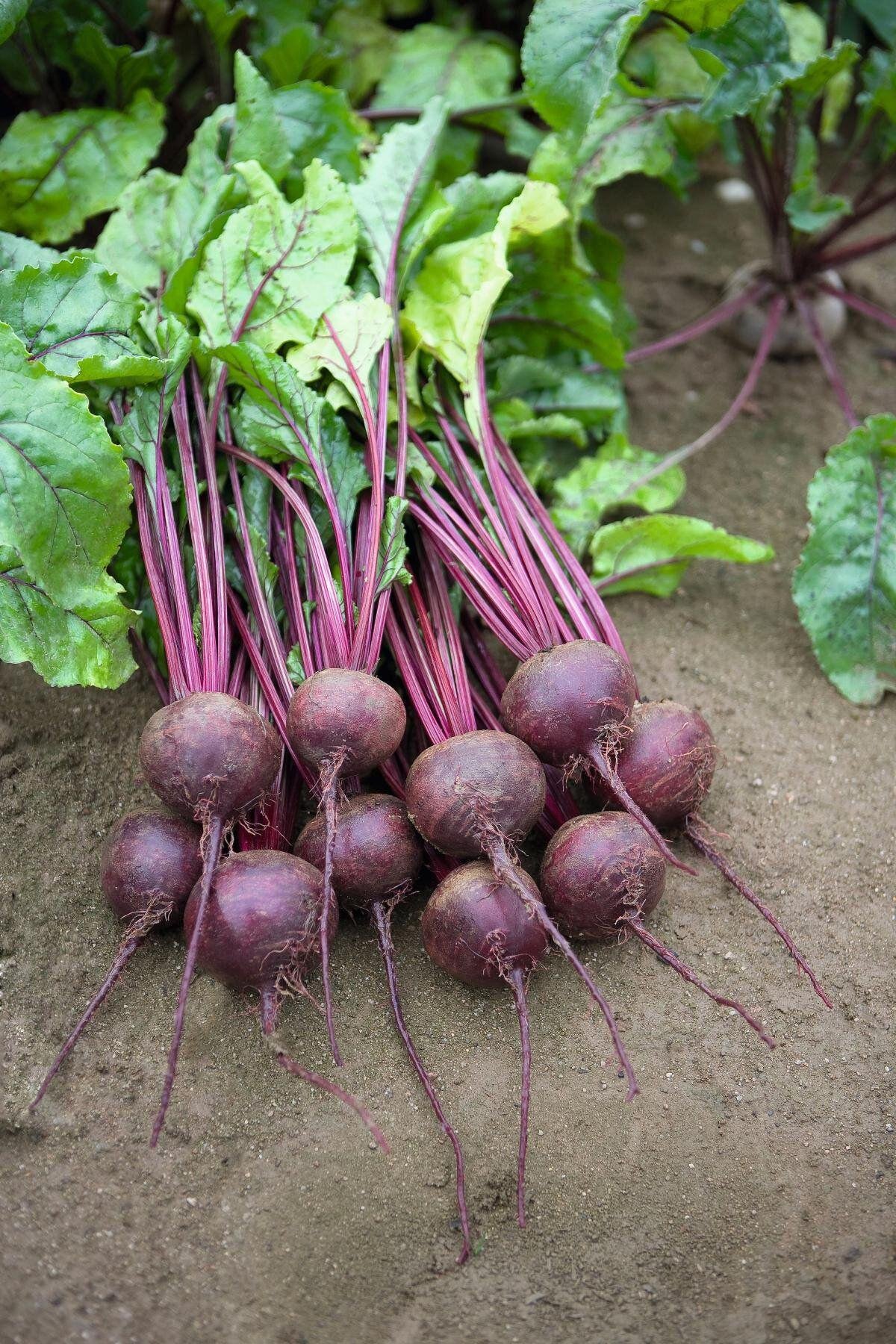 Семена Свекла Ронда F1 ТД Гекса-Украина 01-19-154 200 шт. (IR01152)