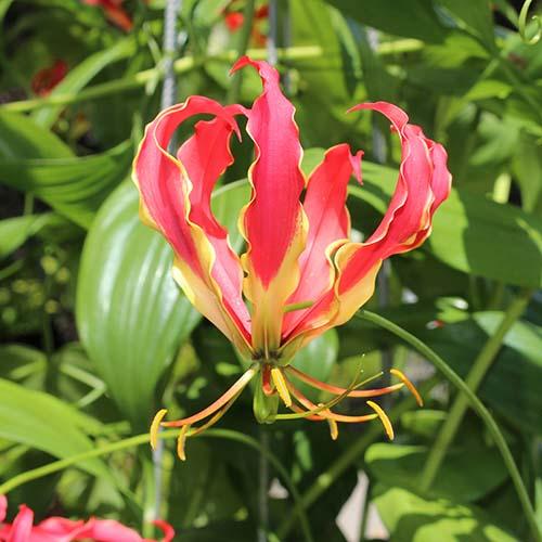 Глориоза Florium Summer Breeze (13589)