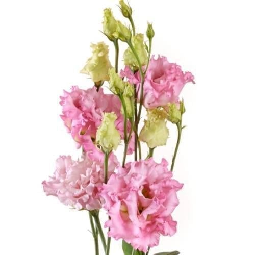 Семена цветов Эустома Лизиантус Alissa Sakata 2 Pink III Sakata 50 шт. (BN13263-3)