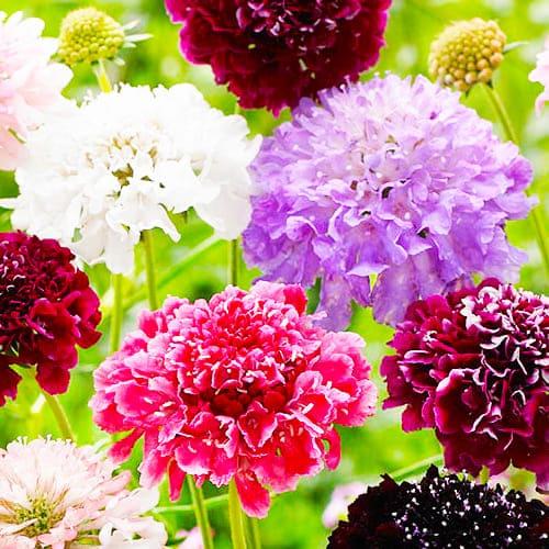 Насіння Скабіоза махрова Florium суміш - фото 2 Насіння Скабіоза махрова Florium суміш - фото 2