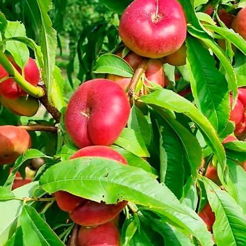 Саджанець Нектарин інжирний колоноподібний Oriola (168116)