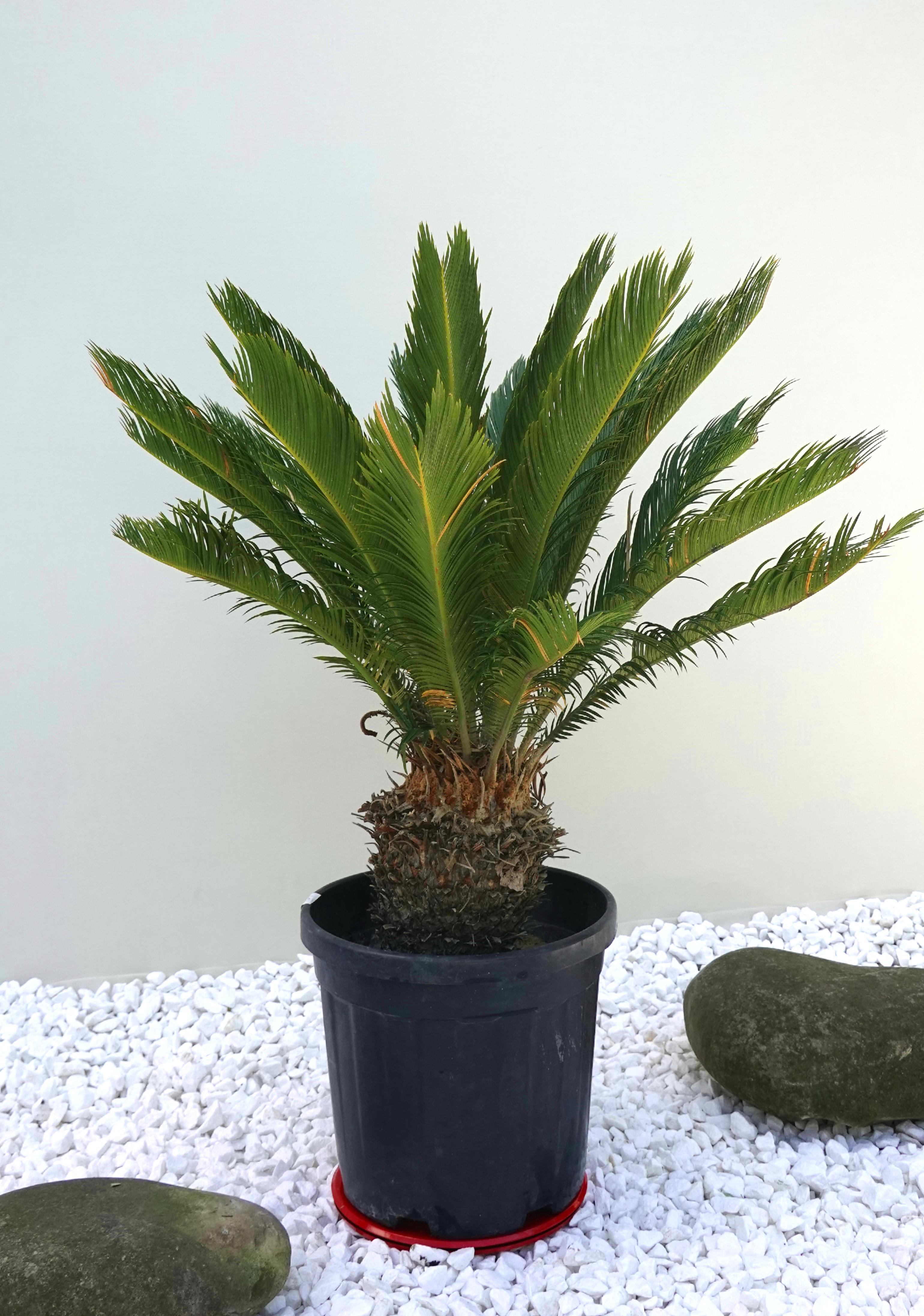 Пальма саговая Цикас революция Cycas revoluta 100 см