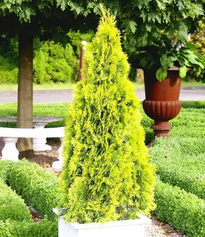 Саженцы туя западная Smaragd gold в горшке 0,5 л - фото 2 Саженцы туя западная Smaragd gold в горшке 0,5 л - фото 2