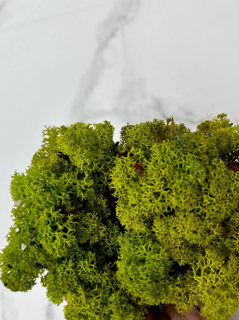 Стабілізований мох Autumn (20698579) - фото 2 Стабілізований мох Autumn (20698579) - фото 2