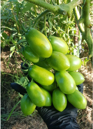 Семена помидоров Десять пальцев из Неаполя Dix Doigts de Naples 30 шт. (2976562588)